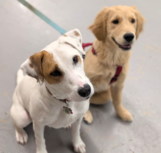 Professional Dog Training, Mississauga Toronto